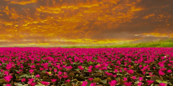 Luz do sol flor de lótus nascente na Tailândia — Fotografia de Stock