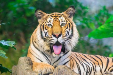 Sumatran Tiger Roaring clipart