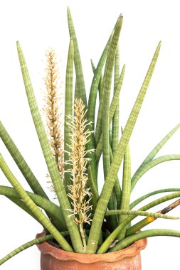 Sansevieria cylindrica Bojer.