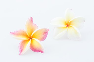 Beyaz arkaplanda izole Frangipani çiçeği