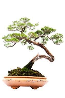 Bonsai çam ağacı beyaz bir duvara yaslanmış.