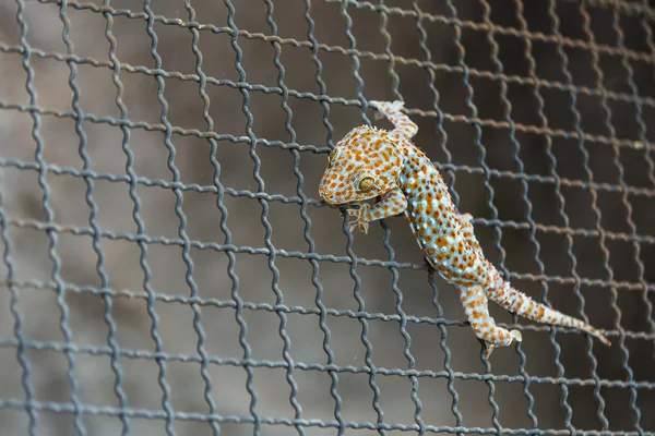 Närbild av en Gecko på armeringsnät — Stockfoto