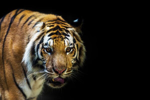 A tiger ready to attack looking at you