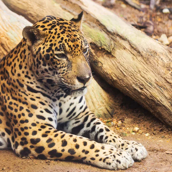 Портрет леопарда в зоопарке — стоковое фото