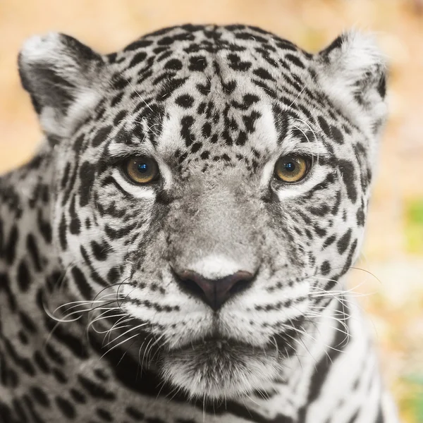 Ritratto di leopardo allo zoo — Foto Stock