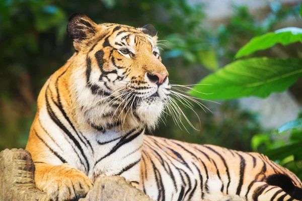 Tijger, portret van een bengaalse tijger. — Stockfoto