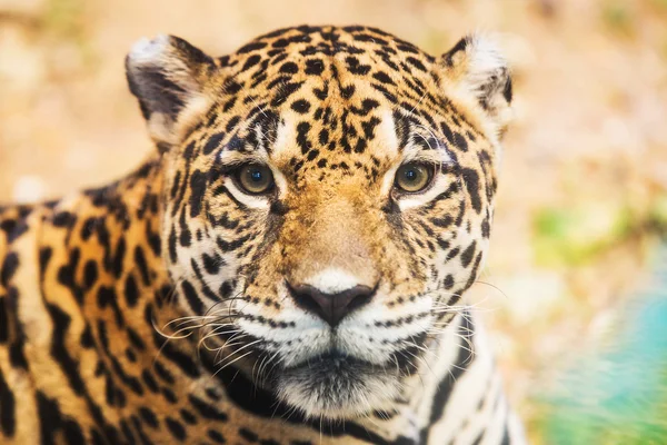 Leopard porträtt i djurparken — Stockfoto