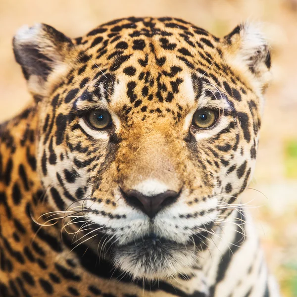 Ritratto di leopardo allo zoo — Foto Stock