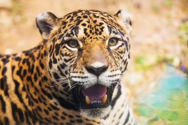 Leopard porträtt i djurparken — Stockfoto