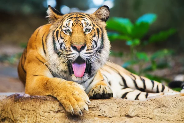 Sumatra-Tiger brüllt — Stockfoto