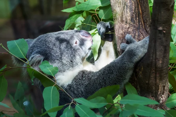 Oso koala en el zoológico — Foto de Stock