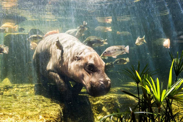 Hippopotames pygmées sous l'eau — Photo