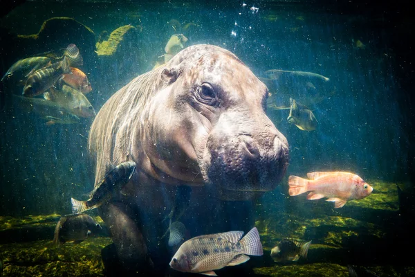 Pygmy hippos underwater — Stock Photo, Image