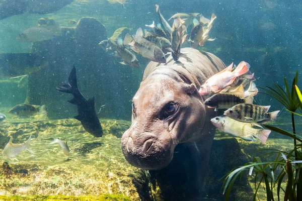 Pygmy hippos underwater — Stock Photo, Image