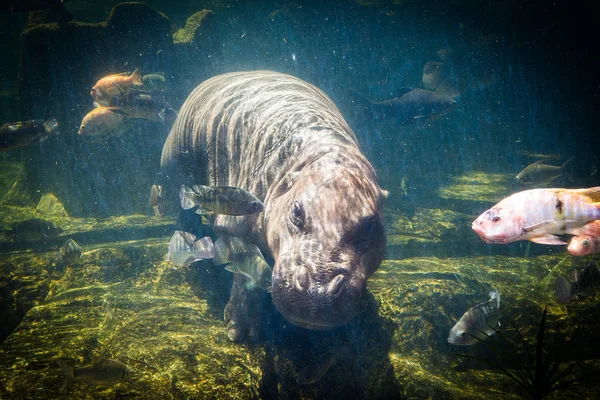 Hippopotames pygmées sous l'eau — Photo