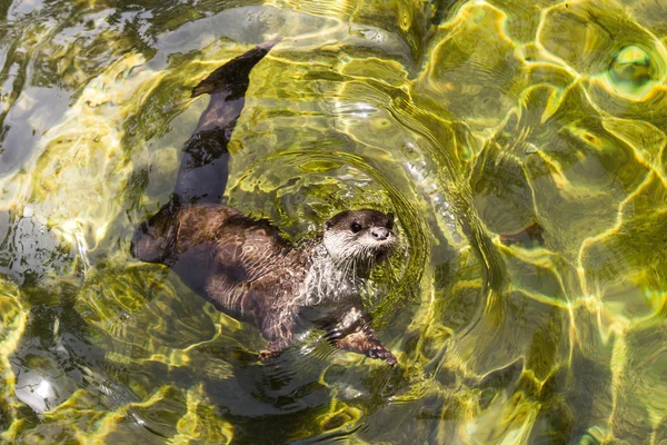 Asiática pequena lontra garra (amblonyx cinereus) nadando em w fresco — Fotografia de Stock