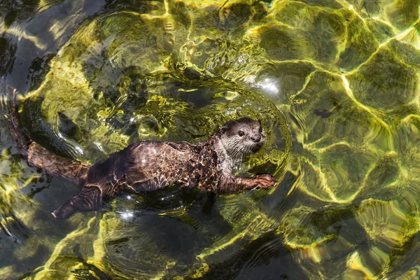 Asiática pequena lontra garra (amblonyx cinereus) nadando em w fresco — Fotografia de Stock