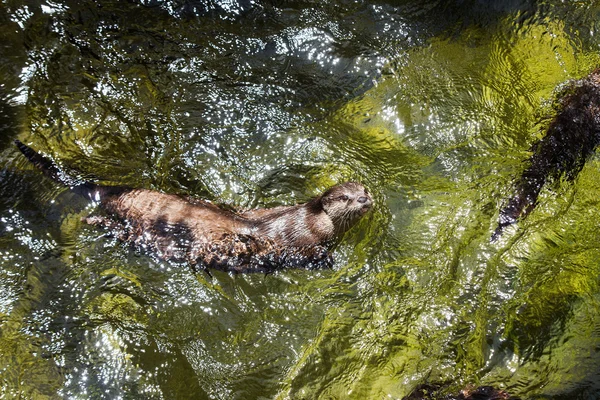 Asian small clawed otter (amblonyx cinereus) swimming in fresh w — Stock Photo, Image