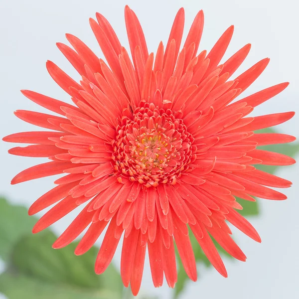 Nahaufnahme rote Blume Gerbera — Stockfoto