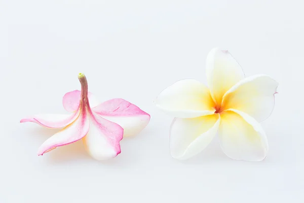 Frangipani květiny izolované na bílém pozadí — Stock fotografie