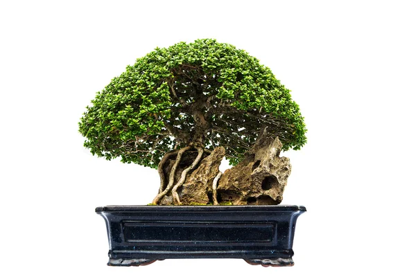 Bonsai fenyőfa a fehér falnak támasztva — Stock Fotó
