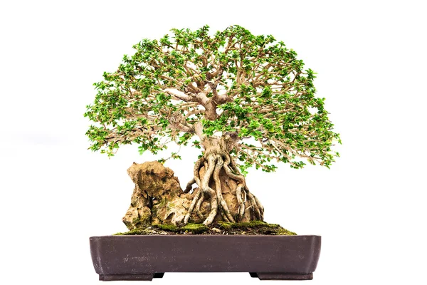 Bonsai pijnboom tegen een witte muur — Stockfoto