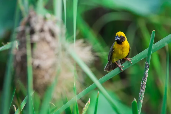 Asiatiska gyllene weaver (hane) — Stockfoto