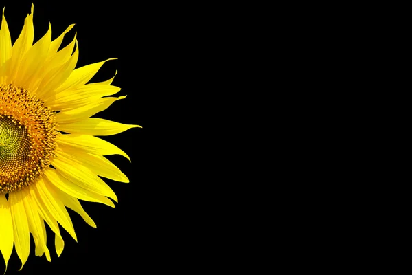 Sonnenblume auf Hintergrund — Stockfoto