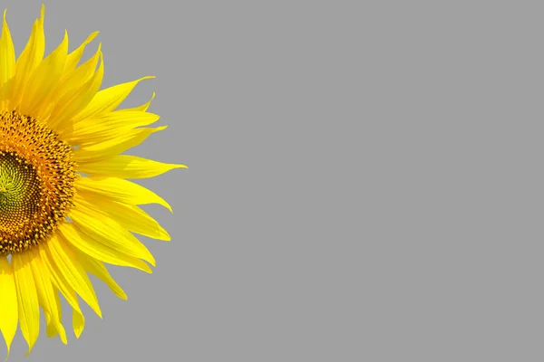 Sunflower on background — Stock Photo, Image