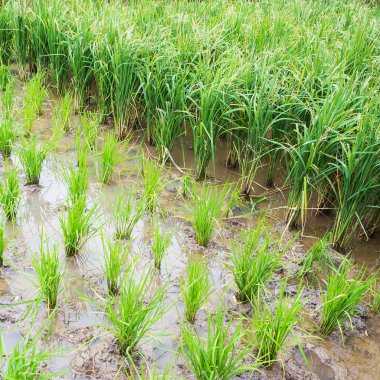 Satır çeltik pirinç. Genç pirinç Filiz t büyümeye hazır görünümünü
