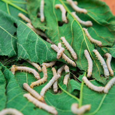 dut yeşil yaprak yiyen ipekböceği kapatmak