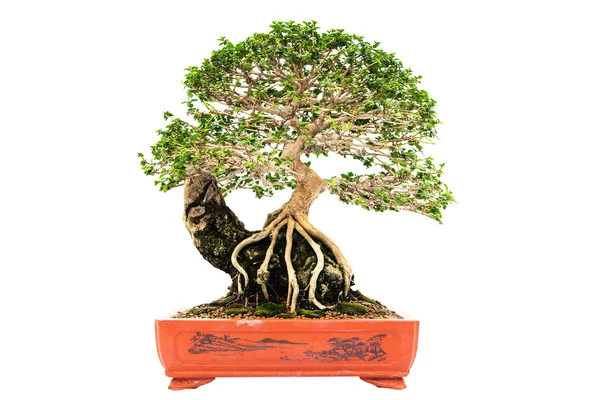 Árbol de azalea bonsai de verano — Foto de Stock