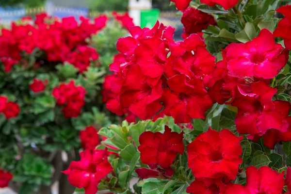 Desert Rose or Impala Lily or Mock Azalea — Stock Photo, Image