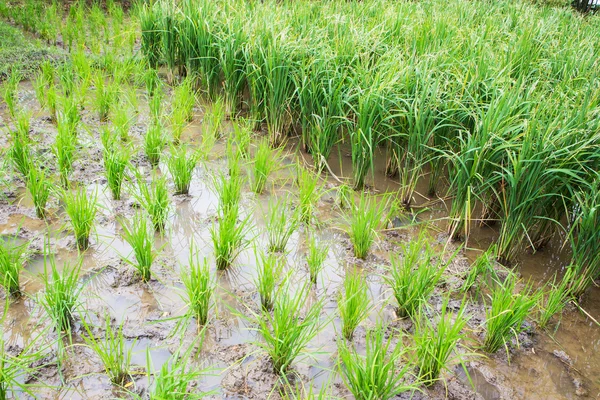 Satır çeltik pirinç. Genç pirinç Filiz t büyümeye hazır görünümünü