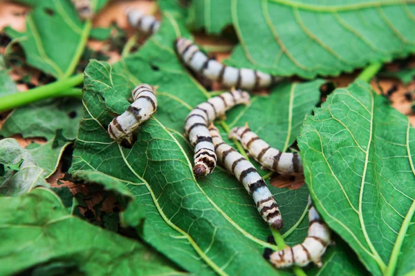 Close up Silkworm comer amoreira folha verde — Fotografia de Stock