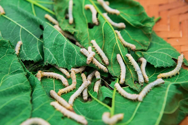 dut yeşil yaprak yiyen ipekböceği kapatmak
