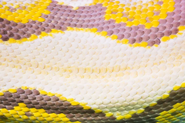 Real boa serpiente textura de la piel primer plano — Foto de Stock