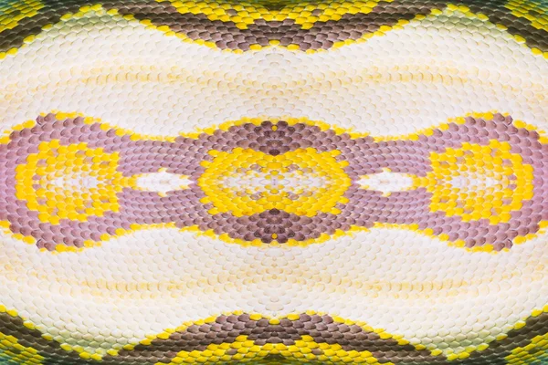 Real boa pele de cobra textura closeup — Fotografia de Stock