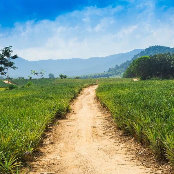 Pineapple field and road with white cloud in Thailand — Stock Photo, Image