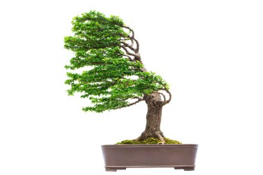 Bonsai çam ağacı beyaz bir duvara yaslanmış.