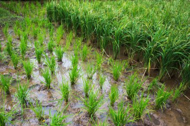 Satır çeltik pirinç. Genç pirinç Filiz t büyümeye hazır görünümünü
