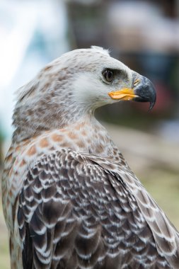 Görkemli Harpy kartal