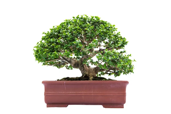 Bonsai naaldboom tegen een witte achtergrond — Stockfoto