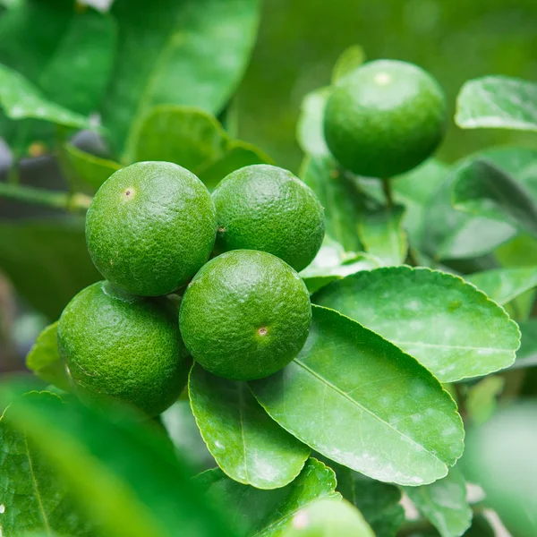 Zelené citrony, visící na stromě — Stock fotografie