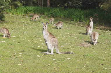 Dağdaki vahşi kangurular, Morisset.