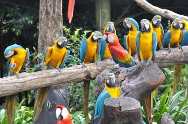 renkli Amerika papağanı