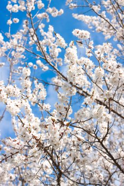 bahar beyaz çiçek mavi gökyüzü