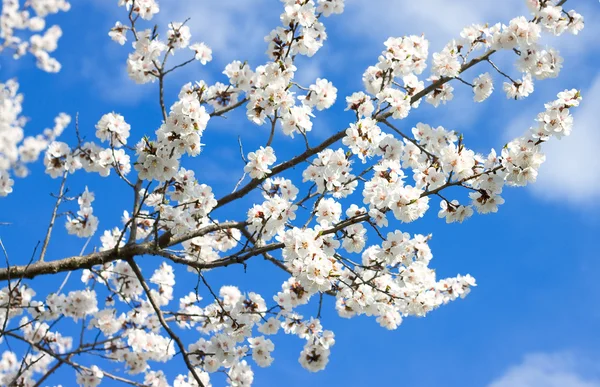 Primavera fiore bianco contro il cielo blu Fotografia Stock