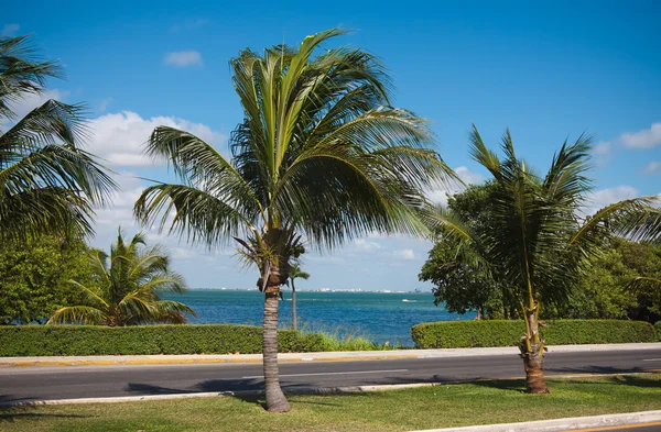 Nice asphalt road with palm trees on the tropic street against t — Stock Photo, Image