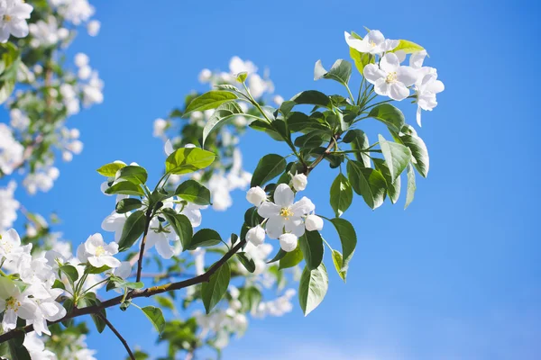 Primavera fiore bianco contro il cielo blu Foto Stock Royalty Free